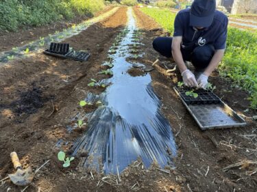 2026年10月28日(水)の作業記録 (芽キャベツ・ケールの定植作業、ほうれん草の追加播種作業、ブロッコリー・ロマネスコの鉢上げ作業)